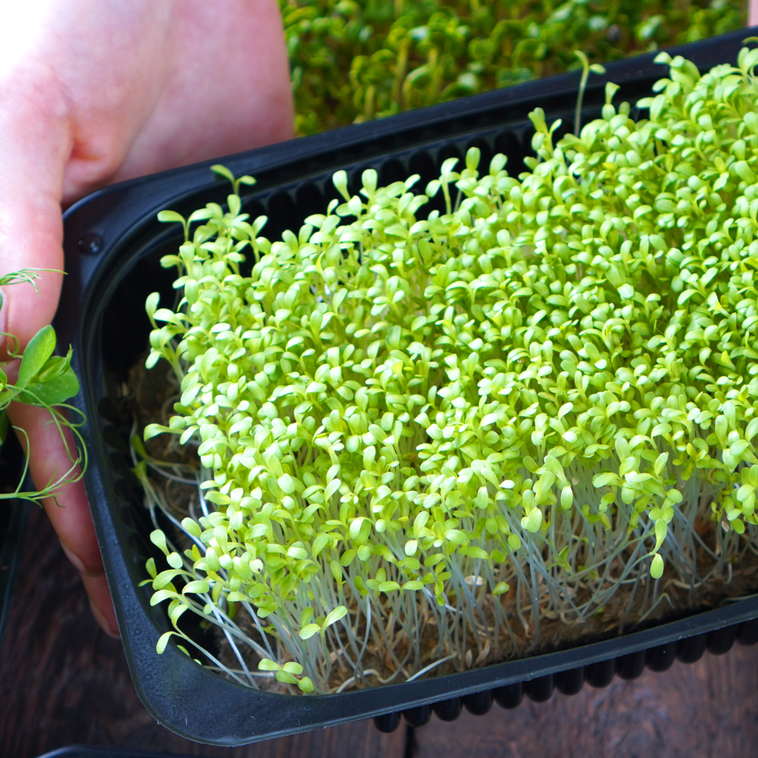 Hand holding black container with watercress